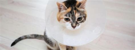 Cat’s Having Surgery? Here’s How to Help Them Prepare and Recover at Home