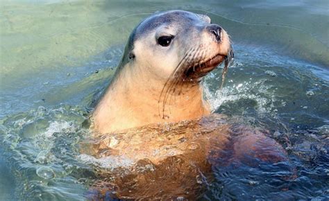 Sea lions ‘at risk’ in ski zone | Geraldton Guardian