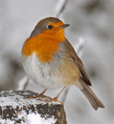 File:Robin in the snow 3 (4250400943).jpg - Wikimedia Commons