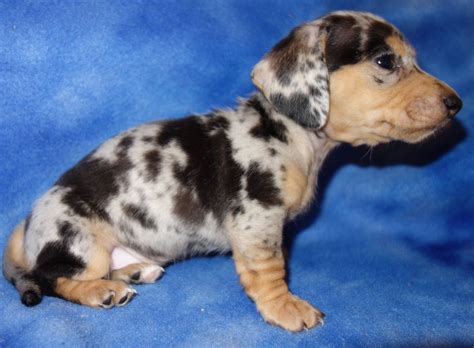 79+ Dapple Long Haired Dachshund Puppy For Sale Photo - Bleumoonproductions