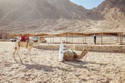 Camel Ride at Desert Safari in Egypt. Camels Resting in the Thar Desert ...