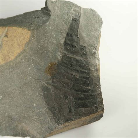 Eurypterid fossils | Fossilised 'Sea Scorpions' | UK Shop