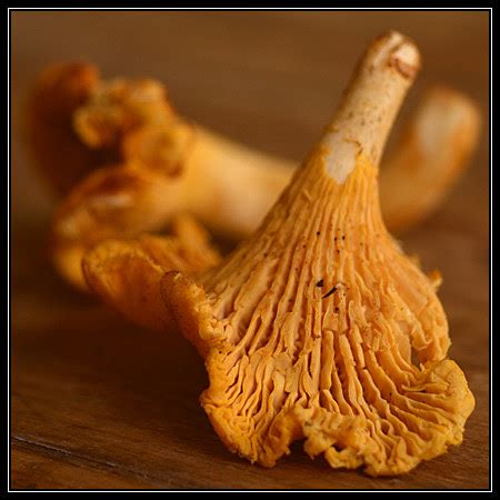 Girolles à la Forestière | Cook (almost) Anything at Least Once