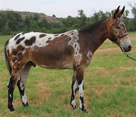 Warren's Mule Training Center - Mules For Sale | Unusual horse, Horses ...