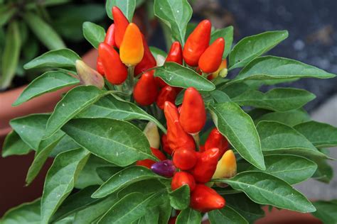 Ornamental Pepper Planting – Tips For Growing Ornamental Peppers