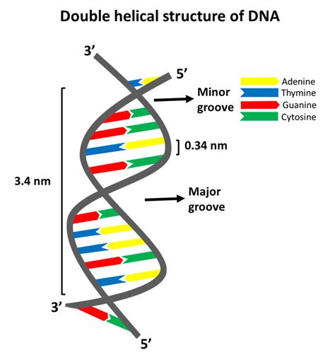 Double Helical Structure of DNA | Watson and Crick Model | Structure of ...