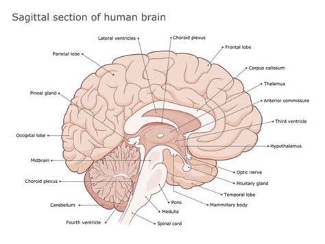 Human Brain Labeled Diagram