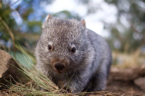 Bonorong Wildlife SanctuaryBonorong Wildlife Sanctuary | Wildlife ...