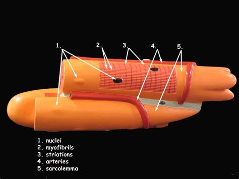 Skeletal Muscle Cell Model