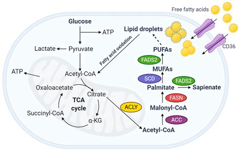 IJMS | Free Full-Text | Fatty Acid Metabolism in Ovarian Cancer ...