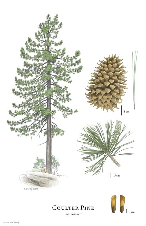 Pinus coulteri (Coulter pine) description - The Gymnosperm Database