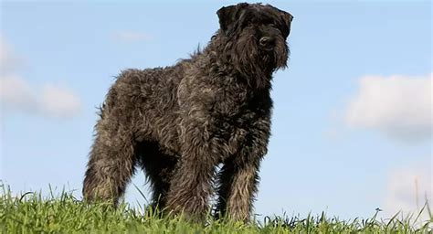 Bouvier des Flandres Dog Breed, Price, Lifespan, Temperament and Size ...