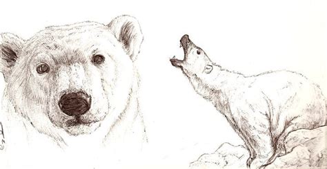 realistic polar bear drawing - Google Search | Bär zeichnen, Tiere ...