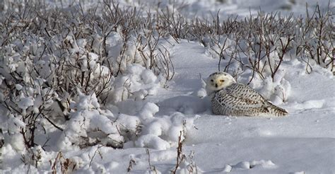 snowy owl habitat - ค้นหาด้วย Google | Snowy owl habitat, Snowy owl, Snowy