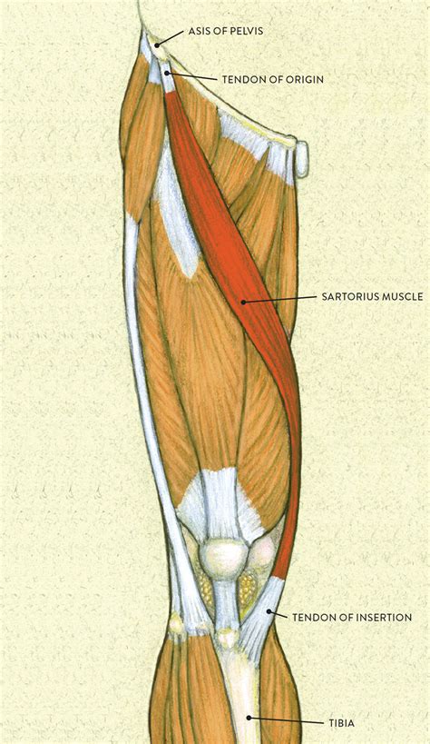 Leg Tendons Diagram