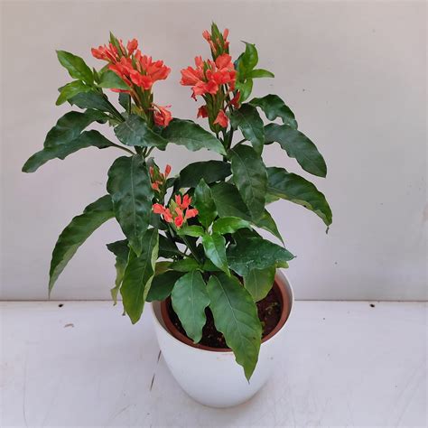 Orange Sherbert Firecracker Flower (Aboli) - NurseryBuy