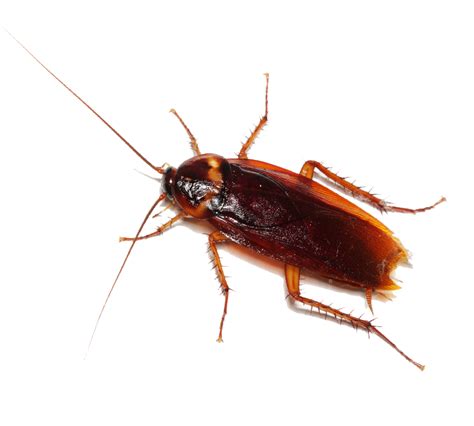 Cockroach Pest Control - Arizona Organic Pest & Termite Control