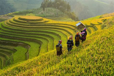 Fotografi Landscape dengan tema Sawah Tropis di Katulistiwa - Dzargon