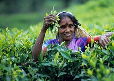 Colombo Tea Auction Market opens on bullish note - INVEST.LK