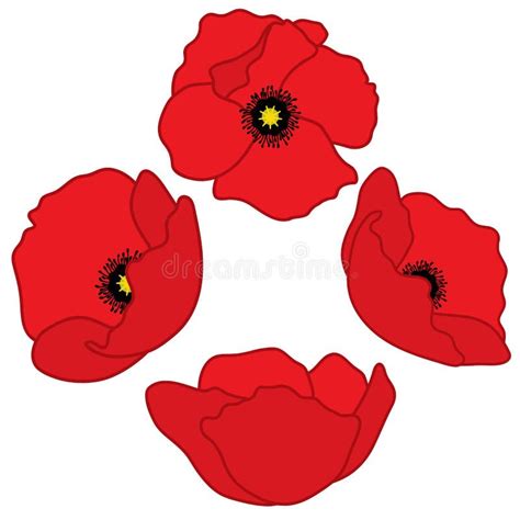 Amapolas Del Rojo Del Vector Poppy Vector Illustration Ilustración del ...