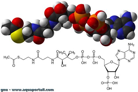 Structure Of Acetyl Coa