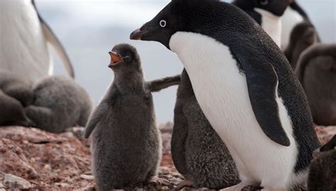 Antarctic tragedy as only two Adélie penguin chicks survive breeding ...