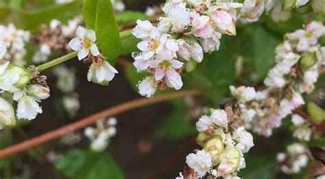 Unlock valuable protein sources in the pseudocereal buckwheat | Zurich ...