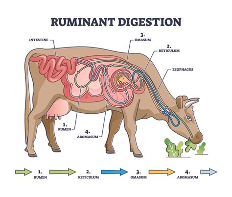 4,166 Cattle Structure Images, Stock Photos, 3D objects, & Vectors ...