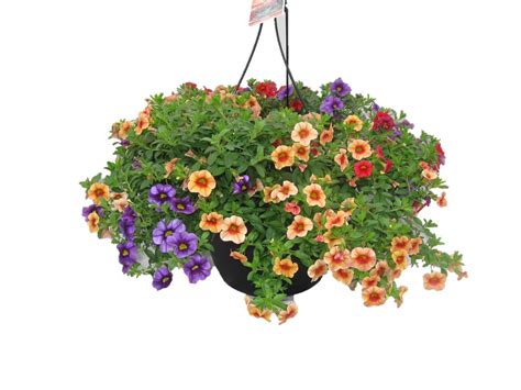 Calibrachoa (Million Bells) - Hanging Basket - Big Brothers Big Sisters ...