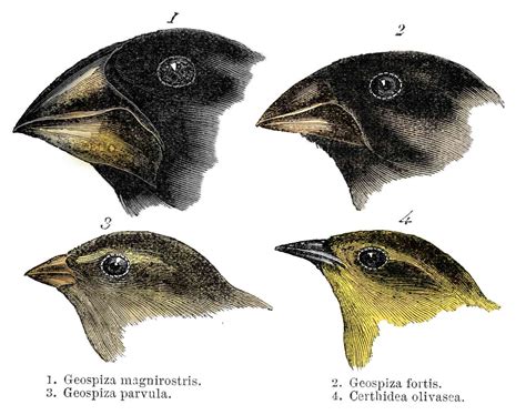 Charles Darwin's Finches and the Theory of Evolution