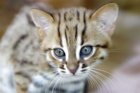 U.K. Wildlife Park Welcomes Two Tiny Members of the World's Smallest ...