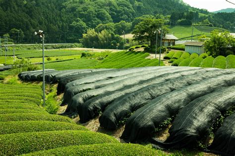 Tea cultivation | How blanketing methods became part the process