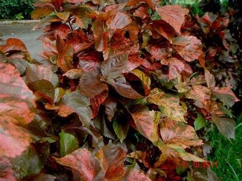 Acalypha wilkesiana (Cooperleaf, Copperleaf, Copper Plant, Jacob's Coat ...