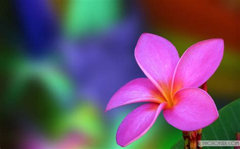 Beautiful Colorful Flowers Wallpapers - Wallpaper Cave