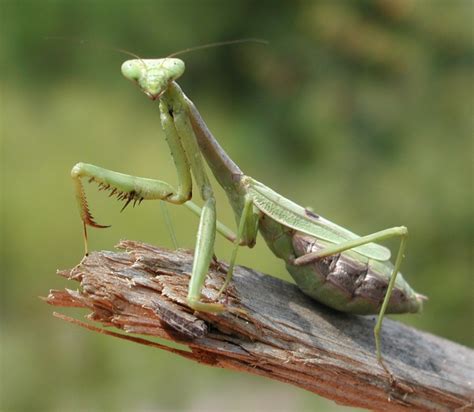 Praying Mantis Pictures Free