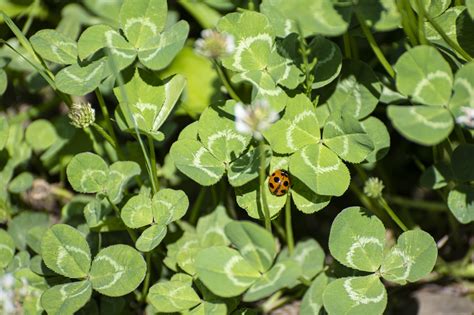 13 Types of Ladybugs in Canada