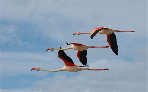 Beautiful Flamingos Flying - Get Images