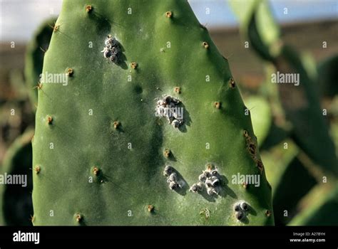 Dyeing lice Cochineal (Dactylopius coccus, Coccus cacti), Lanzarote ...