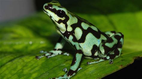 Top Populer Pictures Of Amphibians, Ide Istimewa!