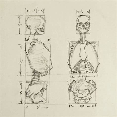 Anatomy Skeleton Study Drawing | Art reference, Sketches, Sketch book