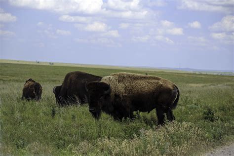 Flint Hills bison | Prairie National Preserve, Flint Hills, … | Jo ...