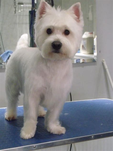 Westie Grooming Styles for 2024