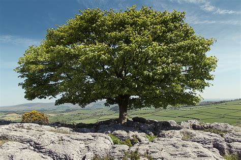 A Sycamore Tree on Limestone - Debbie Yare