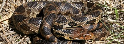 Eastern Foxsnake | Advocate for Nature With Ontario Nature