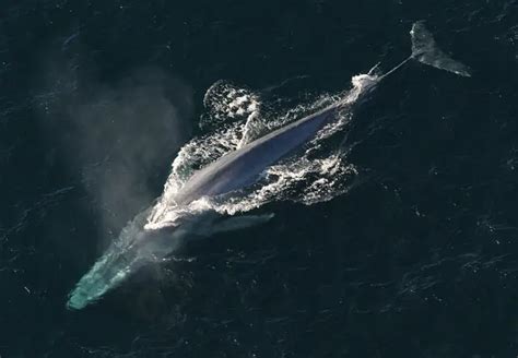 Blue Whale Facts For Kids | Blue Whale Habitat & Diet