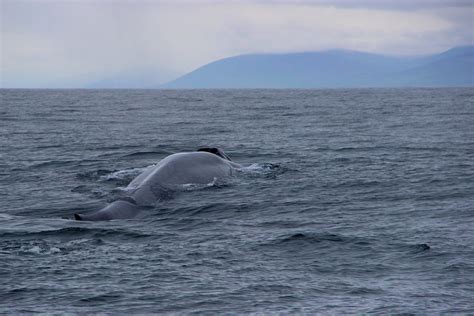 Blue Whale | Gentle Giants Whale Watching Husavik Iceland