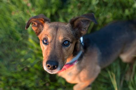 Mini Foxie Doxie (Mini Fox Terrier & Dachshund Mix) Pictures & Traits ...