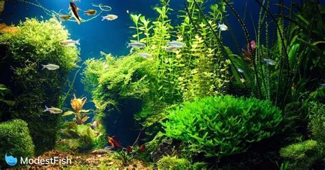 14 Best Aquarium Plants For Beginners Tested & Compared