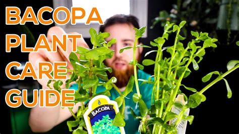 The Bacopa Monnieri Plant: A Natural Way To Improve Memory In Humans