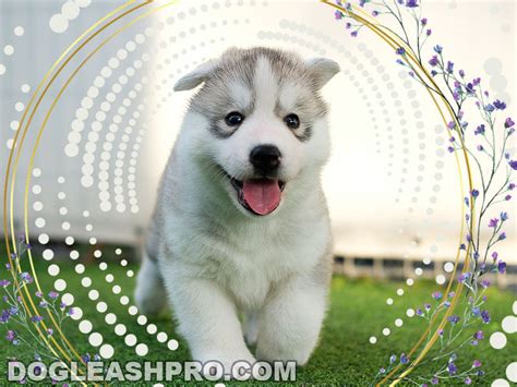 Miniature Husky: Complete Guide - Dog Leash Pro